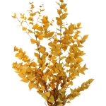 Preserved yellow Eucalyptus Stuartiana - bunch
