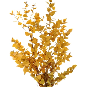 Preserved yellow Eucalyptus Stuartiana - bunch
