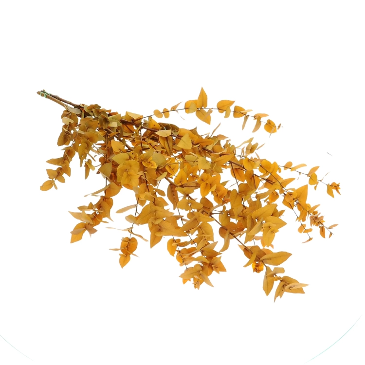 Preserved yellow Eucalyptus Stuartiana - bunch