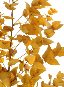 Preserved yellow Eucalyptus Stuartiana - bunch
