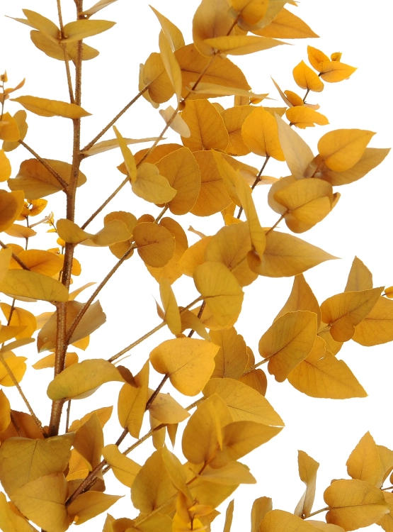 Preserved yellow Eucalyptus Stuartiana - bunch