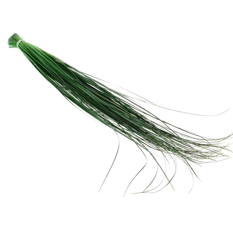 Preserved green bear grass - bunch
