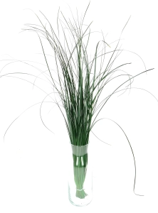 Preserved green bear grass - bunch