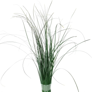 Preserved green bear grass - bunch