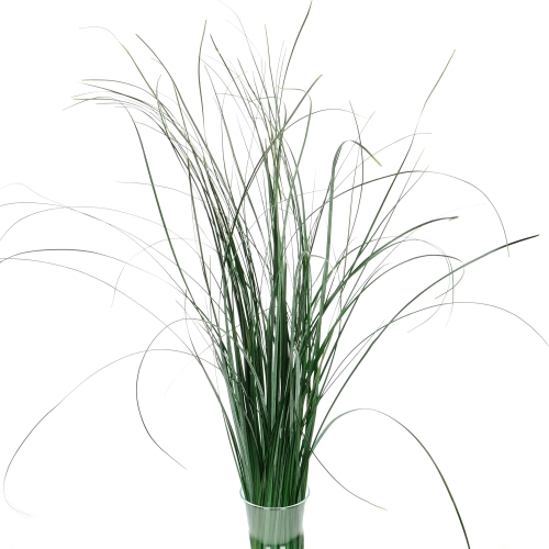 Preserved green bear grass - bunch