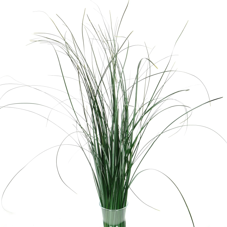 Preserved green bear grass - bunch
