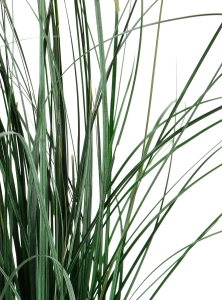 Preserved green bear grass - bunch
