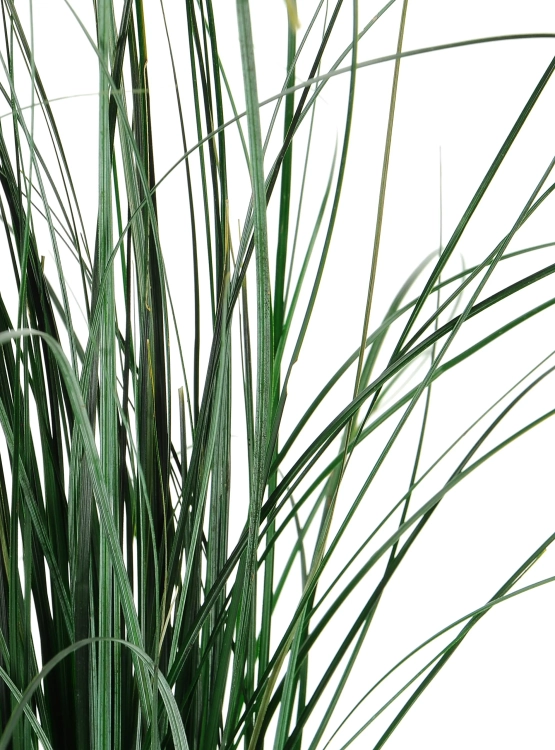 Preserved green bear grass - bunch