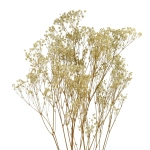 Preserved white Gypsophila - bunch - dried flowers 