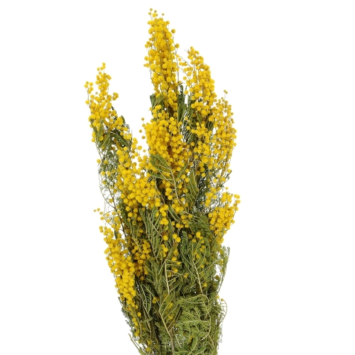Suszona mimoza, akacja srebrzysta - bukiet - suszone kwiaty