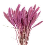 Suszona setaria (włośnica) wrzosowa - trawa ozdobna ~30 szt. 