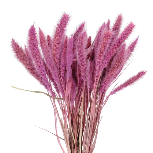 Suszona setaria (włośnica) wrzosowa - trawa ozdobna ~30 szt.