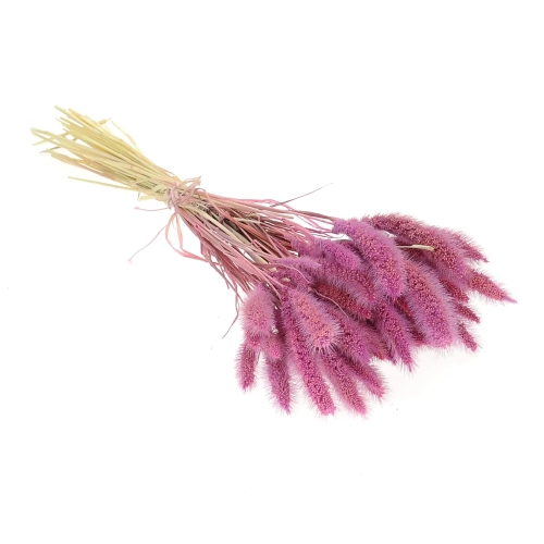 Suszona setaria (włośnica) wrzosowa - trawa ozdobna ~30 szt.