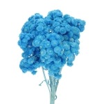 Dried blue dwarf everlast (immortelle, Helichrysum) - bunch