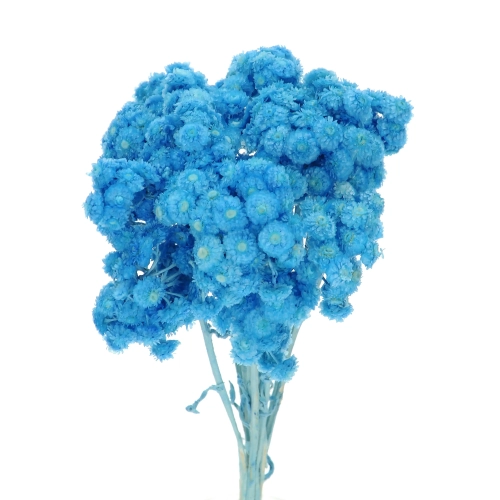 Suszone kocanki piaskowe niebieskie (nieśmiertelnik, Helichrysum) - bukiet