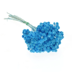 Suszone kocanki piaskowe niebieskie (nieśmiertelnik, Helichrysum) - bukiet