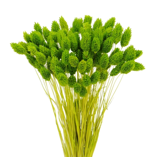 Suszony phalaris jasnozielony - mozga kanaryjska, kanar ~80 szt.