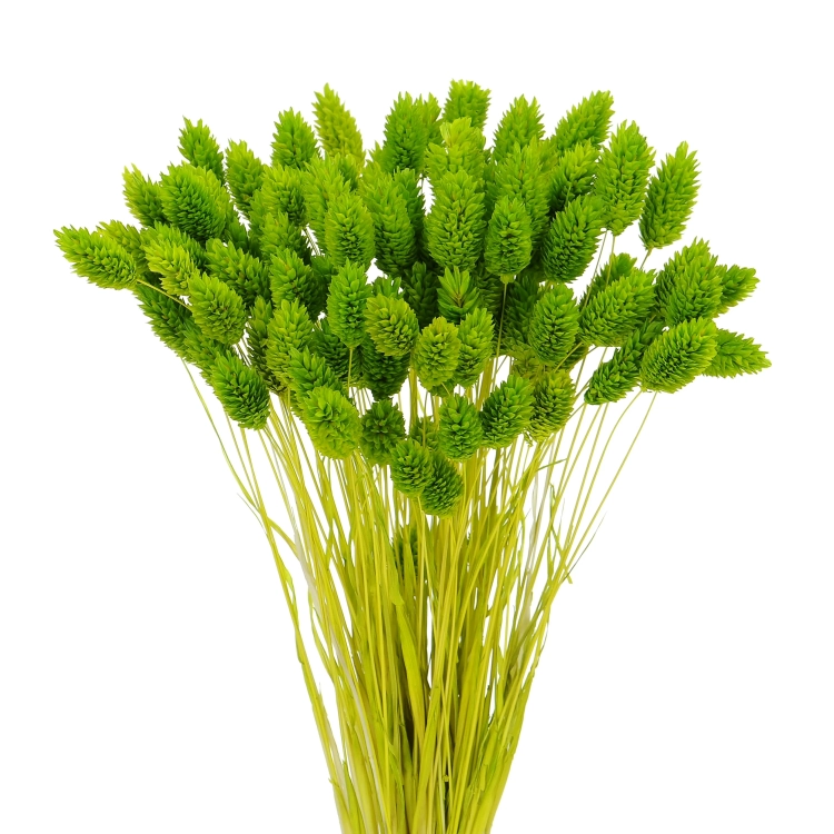 Suszony phalaris jasnozielony - mozga kanaryjska, kanar ~80 szt.
