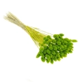 Suszony phalaris jasnozielony - mozga kanaryjska, kanar ~80 szt.
