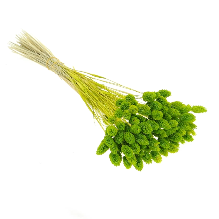 Suszony phalaris jasnozielony - mozga kanaryjska, kanar ~80 szt.