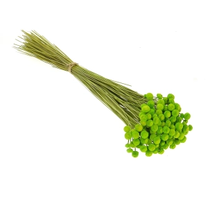 Suszone botao (Amarelino) zielone - bukiet ~100 szt. - suszone kwiaty