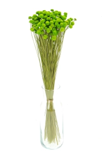 Suszone botao (Amarelino) zielone - bukiet ~100 szt. - suszone kwiaty