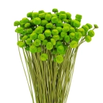 Getrockneter botao (Amarelino) grün - Strauß ~100 Stk. - Trockenblumen