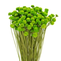 Dried green Botao (Amarelino) - bunch ~100 stems 