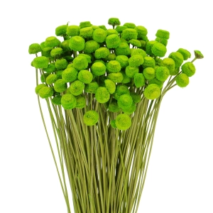 Getrockneter botao (Amarelino) grün - Strauß ~100 Stk. - Trockenblumen