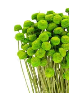 Suszone botao (Amarelino) zielone - bukiet ~100 szt. - suszone kwiaty