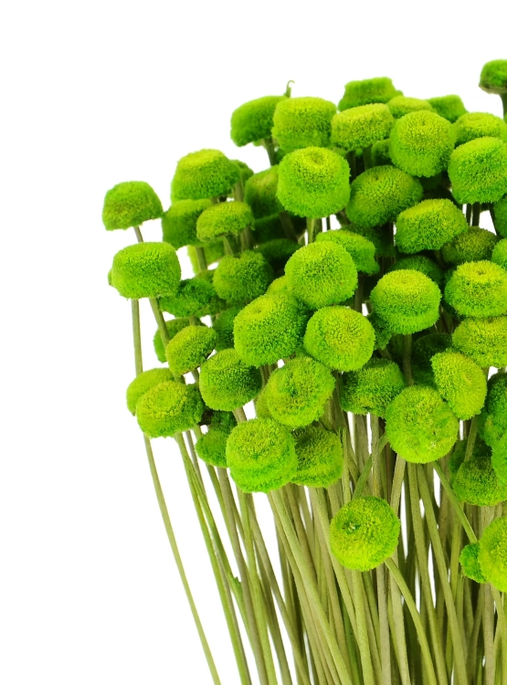 Suszone botao (Amarelino) zielone - bukiet ~100 szt. - suszone kwiaty