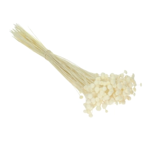 Suszone botao (Amarelino) białe - bukiet ~100 szt. - suszone kwiaty