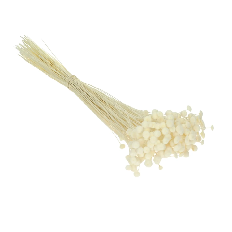 Suszone botao (Amarelino) białe - bukiet ~100 szt. - suszone kwiaty