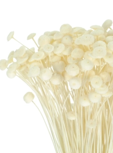 Suszone botao (Amarelino) białe - bukiet ~100 szt. - suszone kwiaty