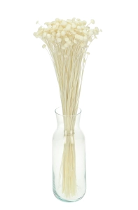 Suszone botao (Amarelino) białe - bukiet ~100 szt. - suszone kwiaty