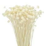 Getrockneter botao (Amarelino) weiß - Strauß ~100 Stk. - Trockenblumen