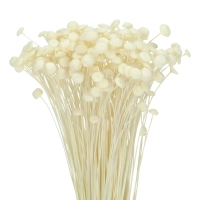Dried bleached Botao (Amarelino) - bunch ~100 stems 
