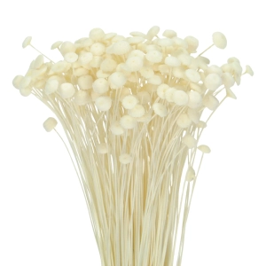 Getrockneter botao (Amarelino) weiß - Strauß ~100 Stk. - Trockenblumen