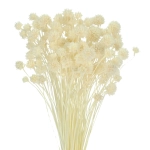 Dried white Hill Flower - bouquet ~150 pcs - dried flowers
