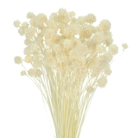 Dried white Hill Flower - bouquet ~150 pcs - dried flowers