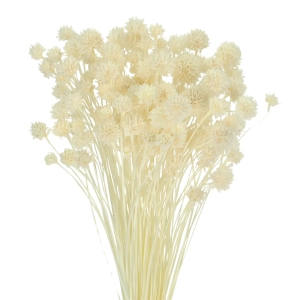 Suszony Hill Flower biały - bukiet ~150 szt. - suszone kwiaty