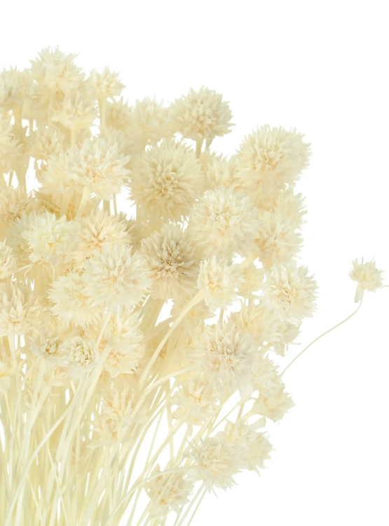 Suszony Hill Flower biały - bukiet ~150 szt. - suszone kwiaty