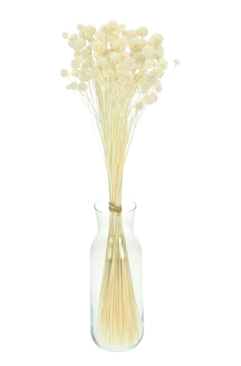 Suszony Hill Flower biały - bukiet ~150 szt. - suszone kwiaty