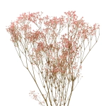 Preserved pink Gypsophila - bunch - dried flowers 