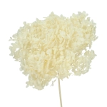 Hortensie (Hydrangea), stabilisiert, weiß - Trockenblumen 