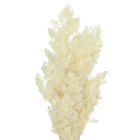 Preserved white Asparagus (ming fern) - bunch 