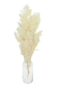 Stabilizowany asparagus (szparag) bielony - bukiet