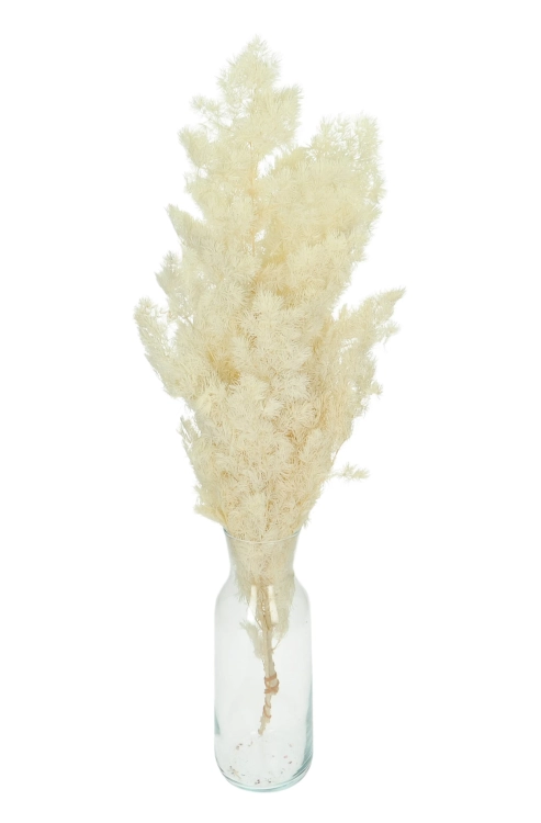 Stabilizowany asparagus (szparag) bielony - bukiet