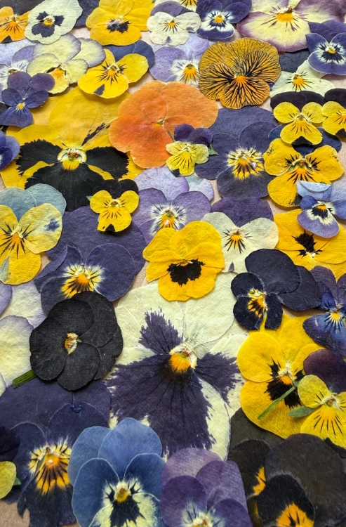 Dried pressed flowers - set with pensies~60 pcs.