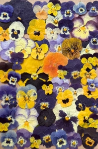 Dried pressed flowers - set with pensies~60 pcs.